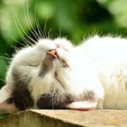 cat-1551783_1280