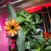 zinnia flower space