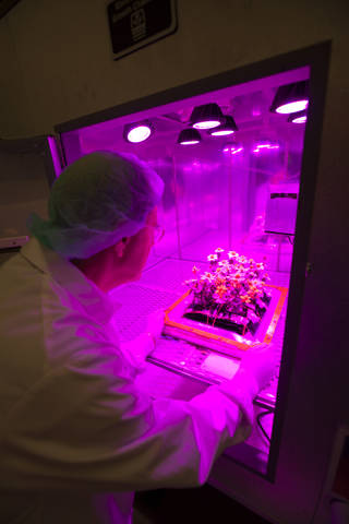 Photos of the Ground Zinnias' Harvesting inside the SSPF