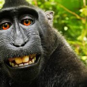 monkey_selfie
