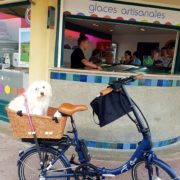 Bike dog in basket