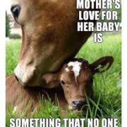 cows