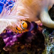 clown-fish-2183407_1280