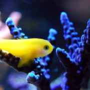 fish-2706704_1280